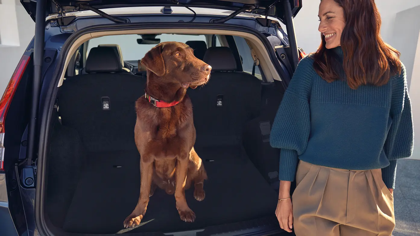 Woman smiling at a brown dog sitting in an open car boot.