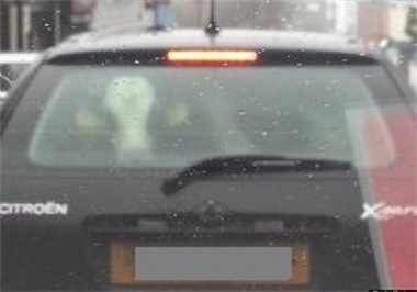 Cow Seen Hitching a Ride in a Citroen Xsara