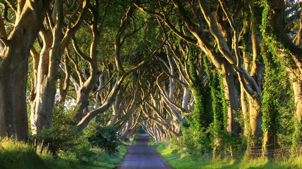 Antrim Dark Hedges